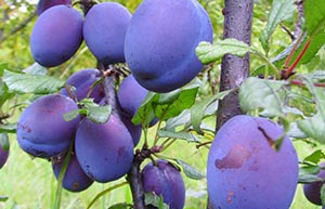 Chinese farmers plant a chemical-free future