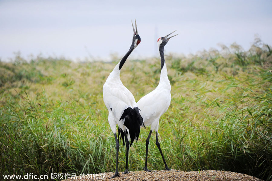 Top 10 wetlands in China