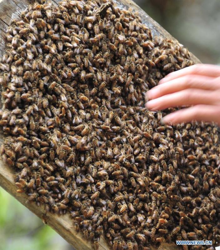 Beekeeping in Shennongjia nature reserve in Central China