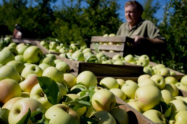 US apples to tickle Chinese taste buds