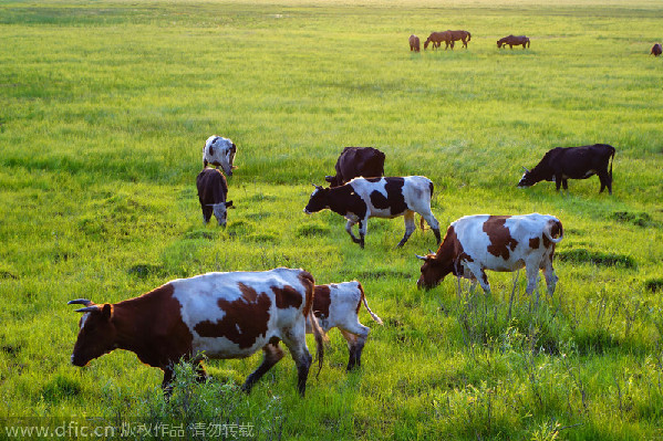 Domestic dairy producers despair amid import surge