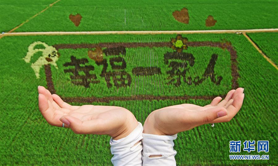 Paintings on paddy fields in Shenyang, NE China