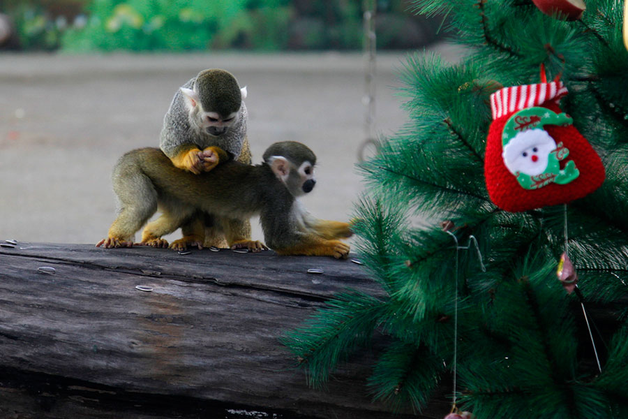 Monkeys enjoy Christmas feast in Zhengzhou