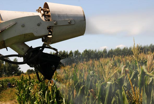 Fight against armyworms in Heilongjiang