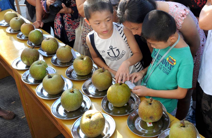 Fruit contest