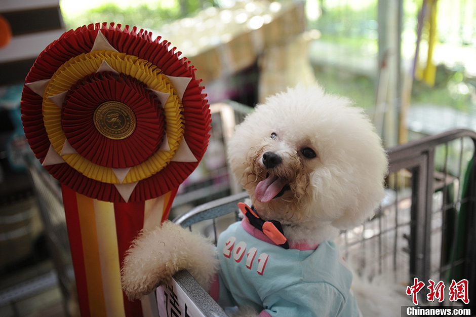 Puppies become big star of exhibition in NE China