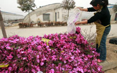 Small town grows thanks to flowers