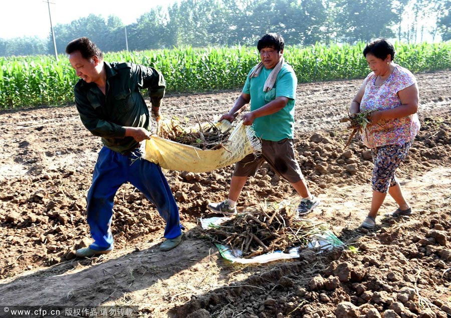 TCM harvesting in East China