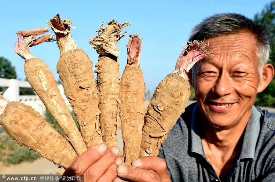 TCM harvesting in East China