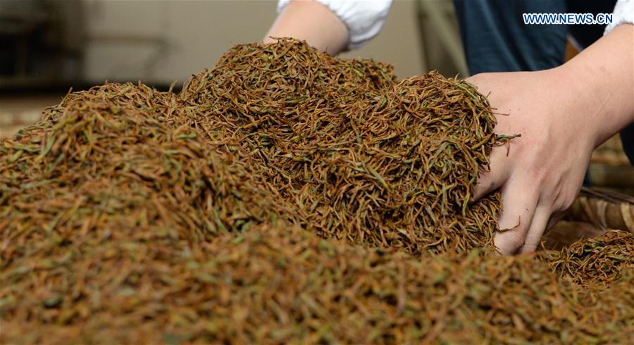 Tea sector, economic pillar of SW China's Fenggan