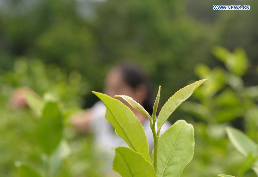 Tea sector, economic pillar of SW China's Fenggan