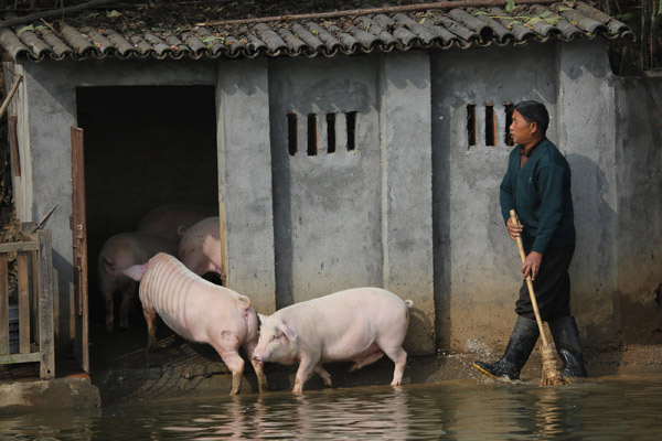 Farmer touts benefits of diving for pigs