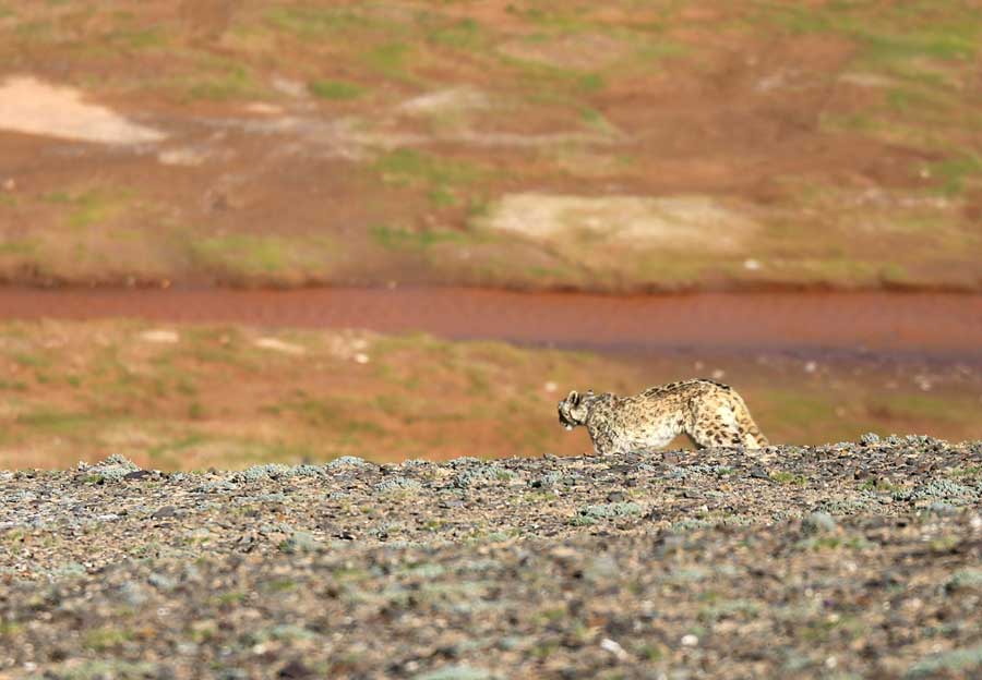 Wild snow leopard photographed in Tibet