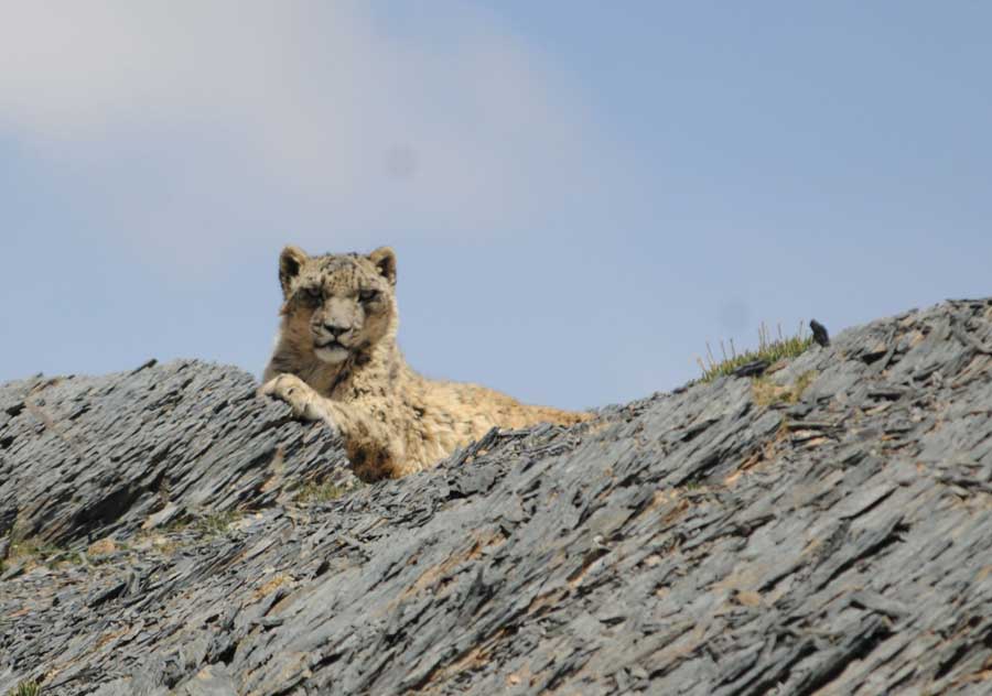 Wild snow leopard photographed in Tibet