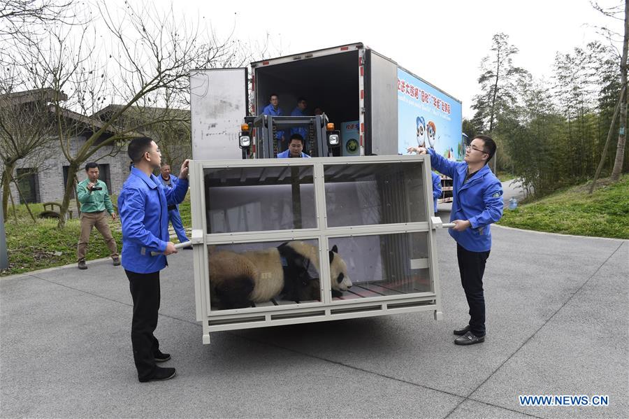 Two giant pandas leave China for new home in ROK