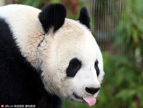 Internet users hoping to catch glimpse of mating pandas