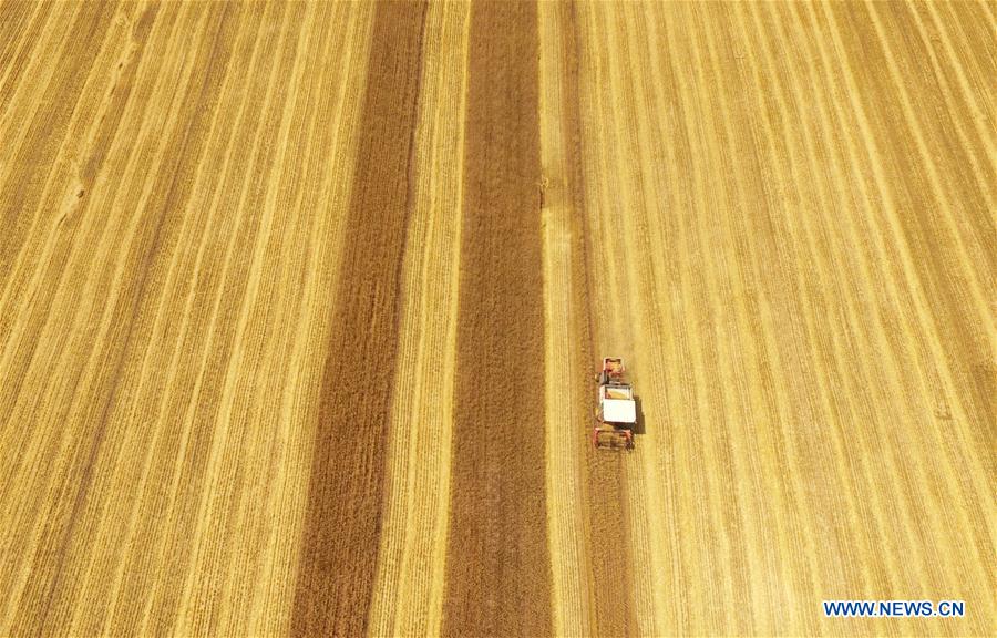 Reapers harvest wheat in Rizhao, China's Shandong