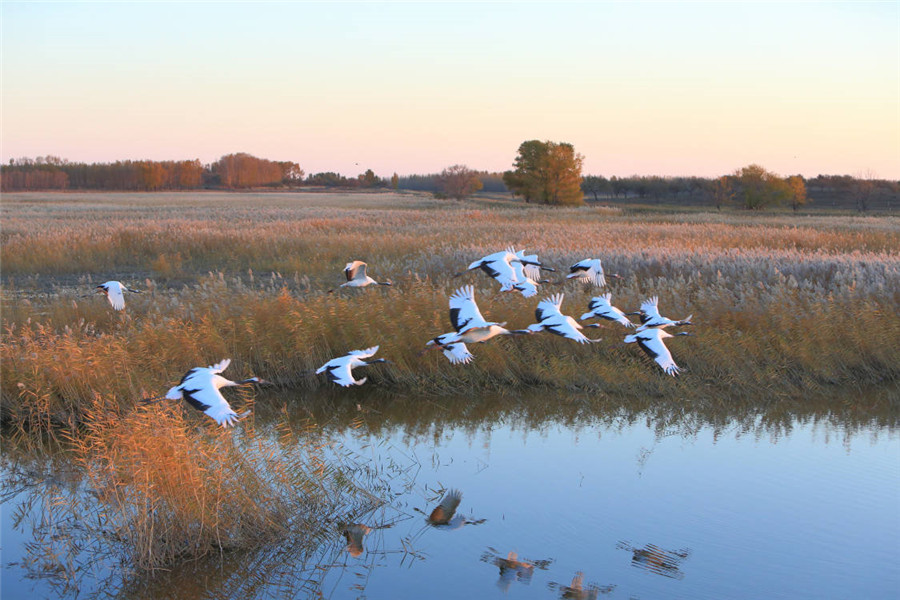 Red-crowned cranes take flight in China's Jilin