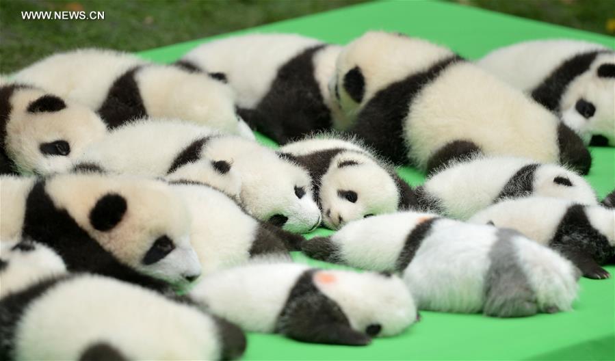 23 baby giant pandas born in 2016 make debut in Chengdu