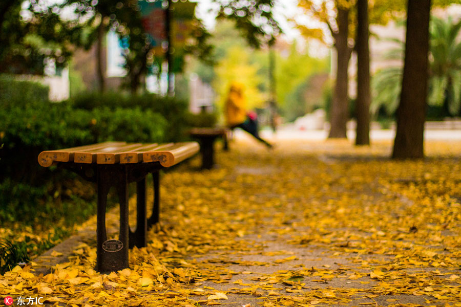 Places to enjoy golden gingko tree leaves