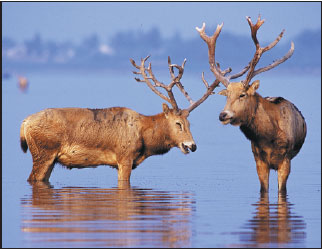 Conservation efforts boost Yangtze River wetland