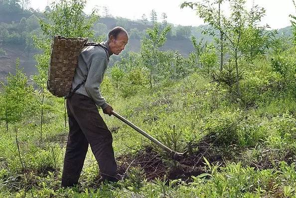 From logger to planter, a mountain man's three-decade atonement