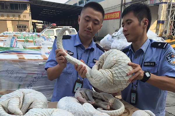 Scientists striving to save rare pangolins