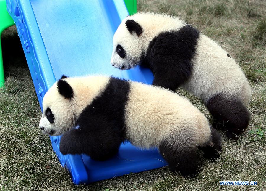 Pigeon pair giant panda cubs named 'Ban Ban', 'Yue Yue'