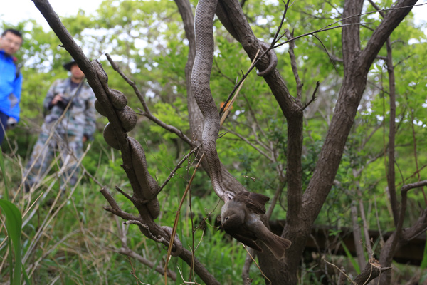 Researcher spends 16 years studying snake