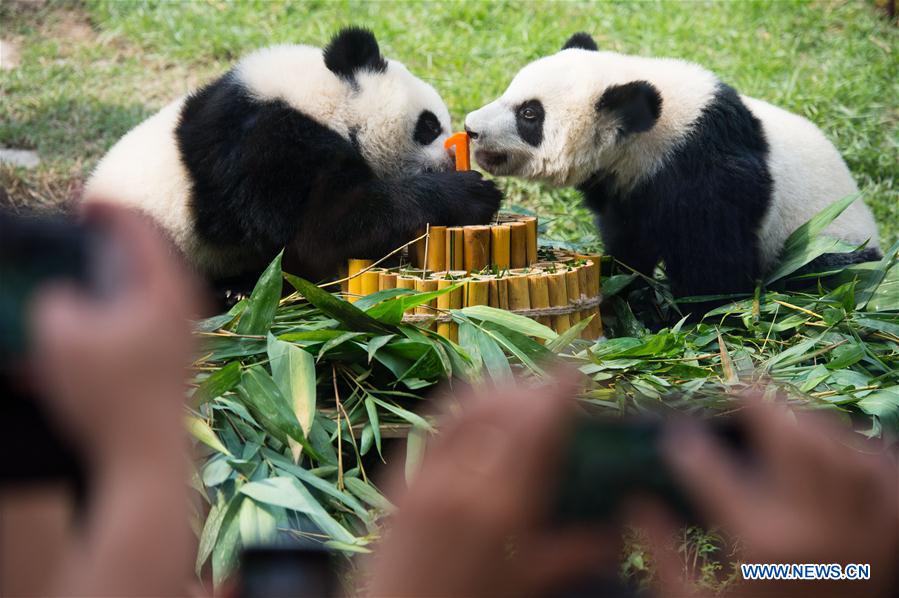 Twin panda cubs celebrate upcoming first birthday in Macao