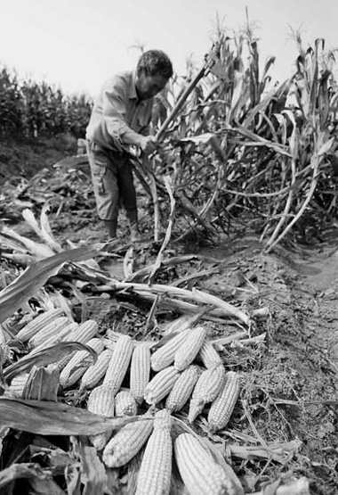 Corn, soybean up on inclement weather worries