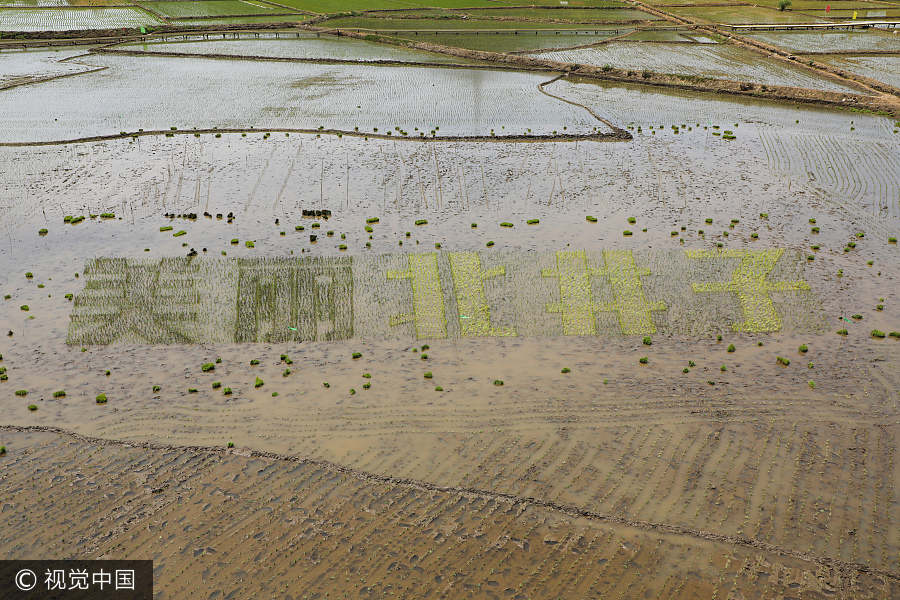 Rice paddy field becomes canvas in Liaoning