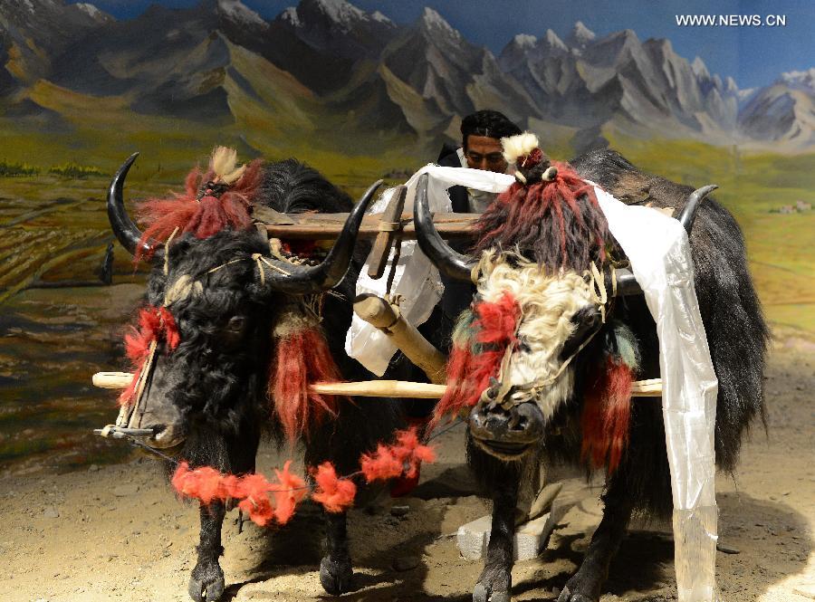 Yak Museum of Tibet opens to the public