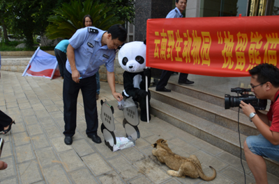 挽留熊貓公益行獲森警支持 云南野生動(dòng)物園透露將如何“挽留熊貓”