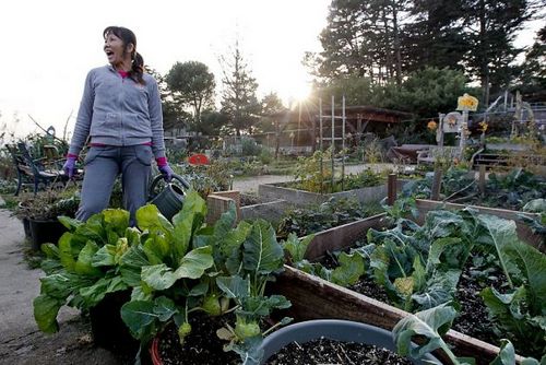 舊金山華裔種特色蔬菜自給自足 社區(qū)菜園走紅(圖)