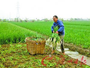 蒜價(jià)大跌菜農(nóng)跟風(fēng)蝕本 每畝虧損接近1000元(圖)