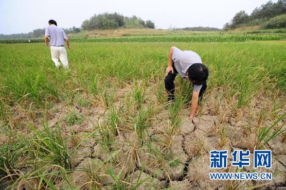 編鐘故里湖北隨州遭遇60年一遇特大干旱（圖）