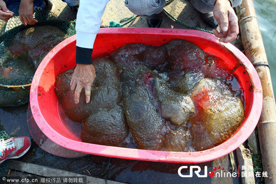 浙江一魚塘出現(xiàn)不明水生物(高清組圖)