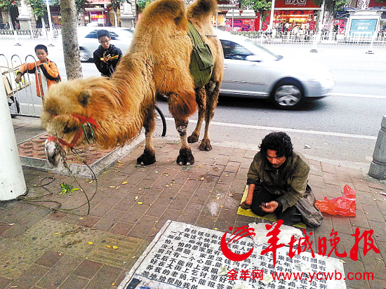 廣東鬧市驚現(xiàn)牽駱駝乞討者 路人不給錢就打駱駝(圖)