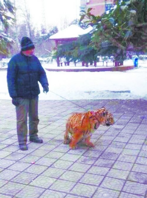 飼養(yǎng)員帶缺鈣老虎到公園鍛煉 市民：霸氣(圖)