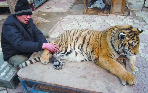 飼養(yǎng)員帶缺鈣老虎到公園鍛煉 市民：霸氣(圖)