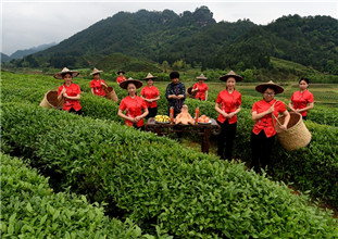 武夷巖茶開(kāi)采