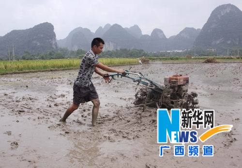 “韋森特”過(guò)后 廣西農(nóng)民“雙搶”忙