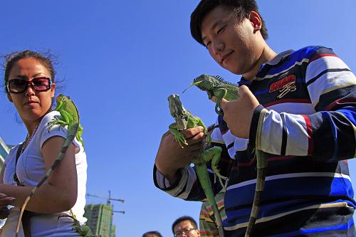 “爬友”聚會秀蜥蜴蟒蛇