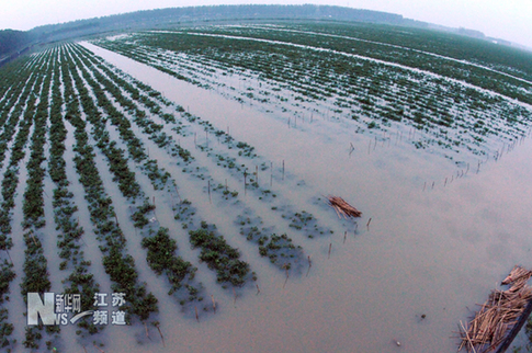 特大暴雨致贛榆農(nóng)業(yè)受到重創(chuàng)