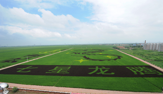 沈北創(chuàng)下“世界上最大稻田畫”新紀(jì)錄