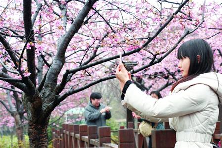 今年顧村公園櫻花節(jié)將限流:3月18日開幕 4月15日結(jié)束