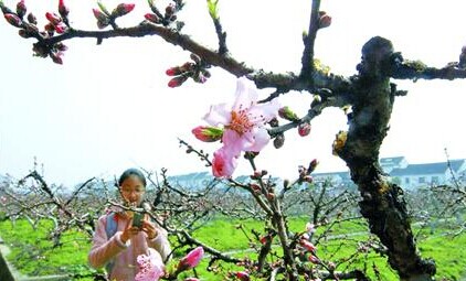 金山田野百花節(jié)持續(xù)到