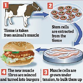 科學(xué)家培育“試管肉” 將制作漢堡200萬一個(gè)