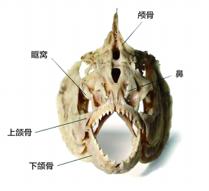 專家：食人魚在北京過不了冬天